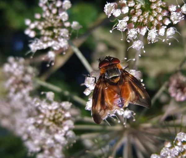 Diptera doğal sırt — Stok fotoğraf