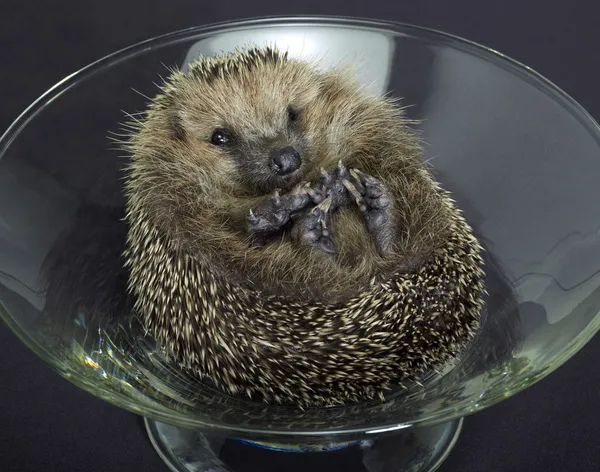 Hedgehog in a glass bowl — Stock Photo, Image