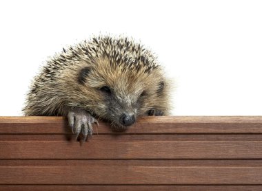 Hedgehog and wooden panel clipart