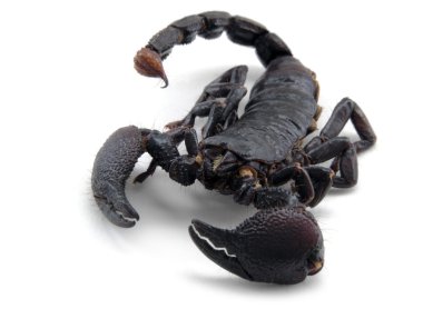 Scorpion ahead clipart