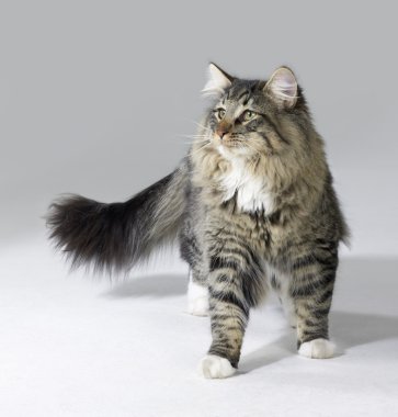 Tabby Norwegian Forest cat clipart