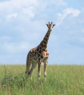 Giraffe in sunny ambiance clipart