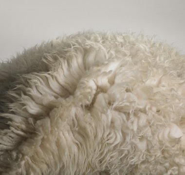 Sheepskin rug detail clipart