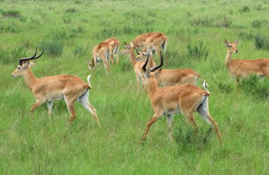 Uganda Kobs in grassy vegetation clipart