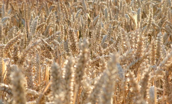 Dettaglio campo di grano maturo — Foto Stock