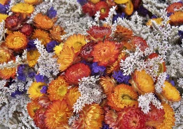 Fleurs sèches colorées — Photo