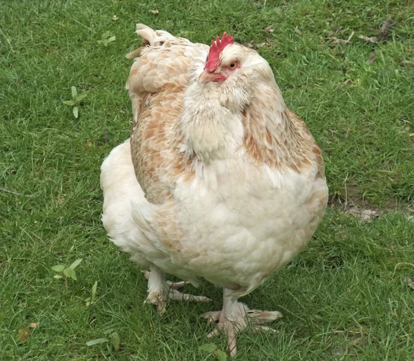 Pollo marrón claro sobre hierba verde — Foto de Stock