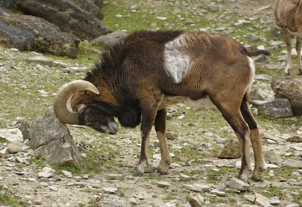 Mouflon rubbing at stone — Stock Photo, Image
