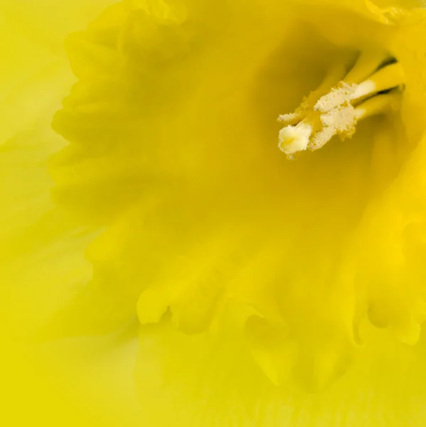 Yellow daffodil closeup — Stock Photo, Image