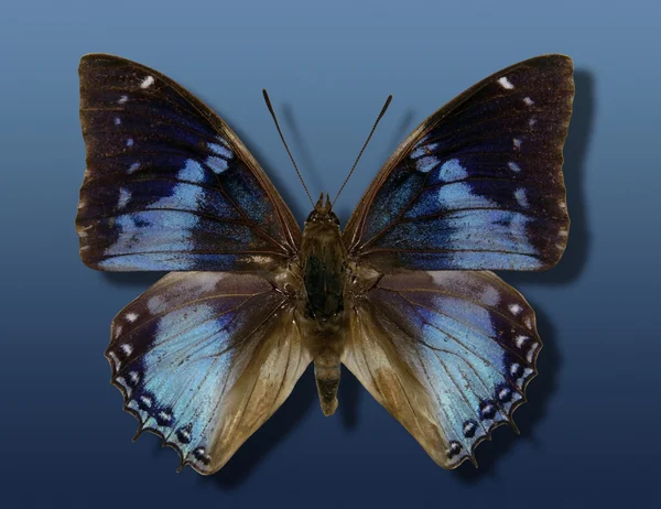 Błękitny motyl — Zdjęcie stockowe