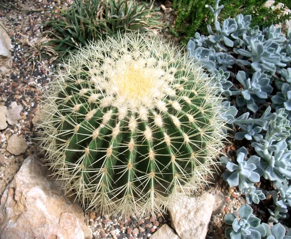 stock image Cacti and succulents