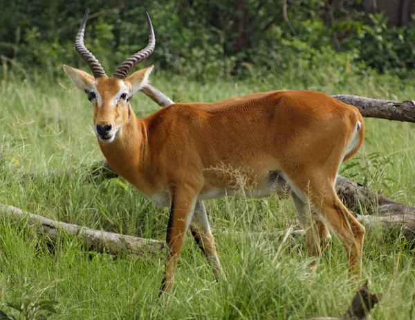 Uganda Kob em ambiente gramado — Fotografia de Stock