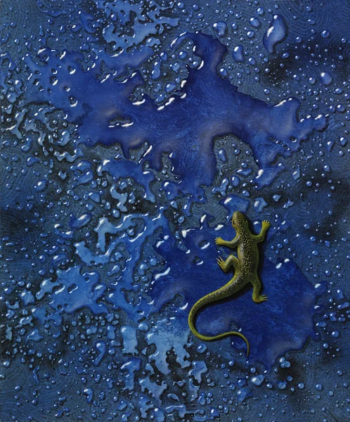 Żółte jaszczurka w mokry niebieski powrót — Zdjęcie stockowe