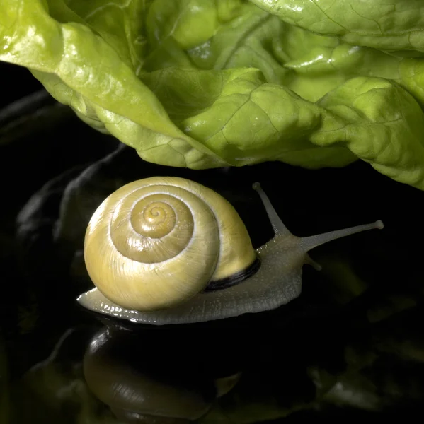Escargot de bosquet jaune et salade — Photo