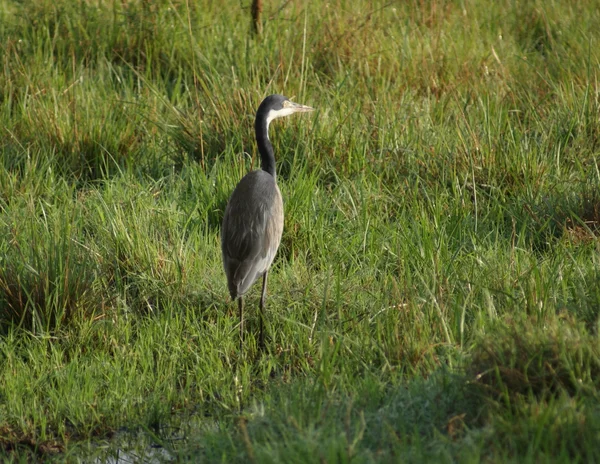 Grey Heron in grassy ambiance — Stock Photo, Image