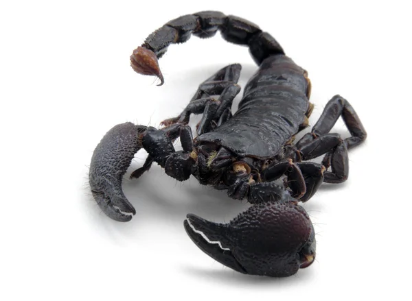 Scorpion dopředu — Stock fotografie
