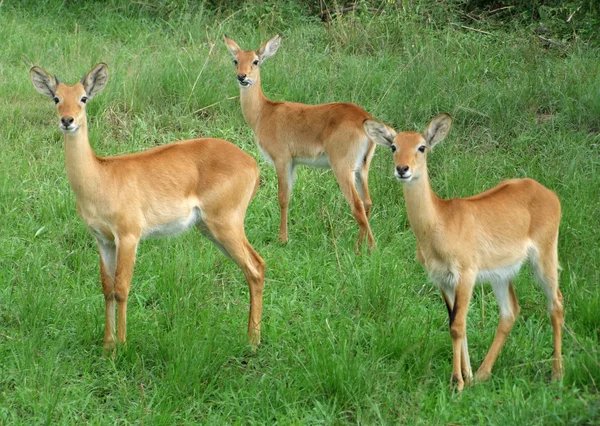 Uganda Kobs in grassy vegetation — Stock Photo, Image