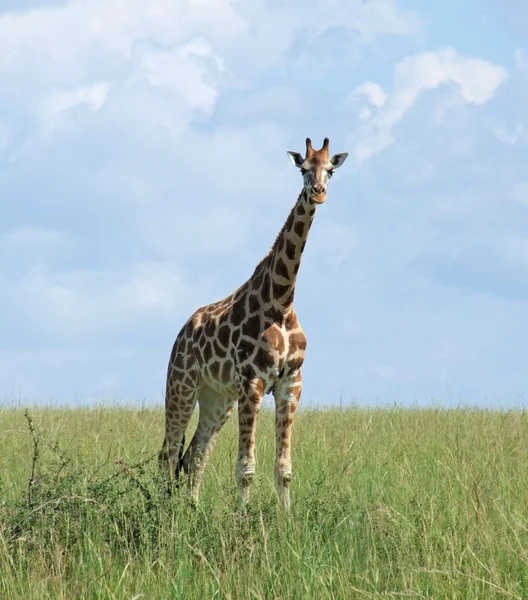 Giraffa in un ambiente soleggiato — Foto Stock