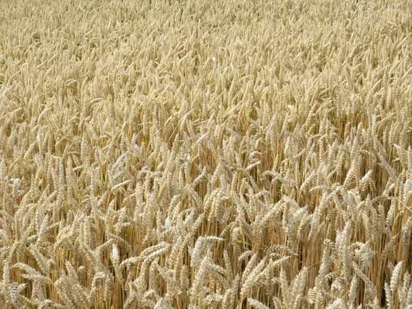 Olgun buğday alanında güneşli bir ortam — Stok fotoğraf