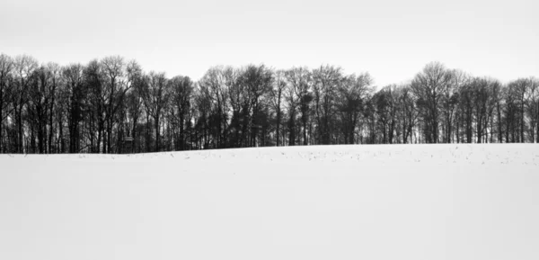 Forest and snow — Stock Photo, Image