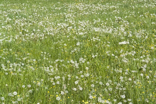 stock image Lots of dandelions