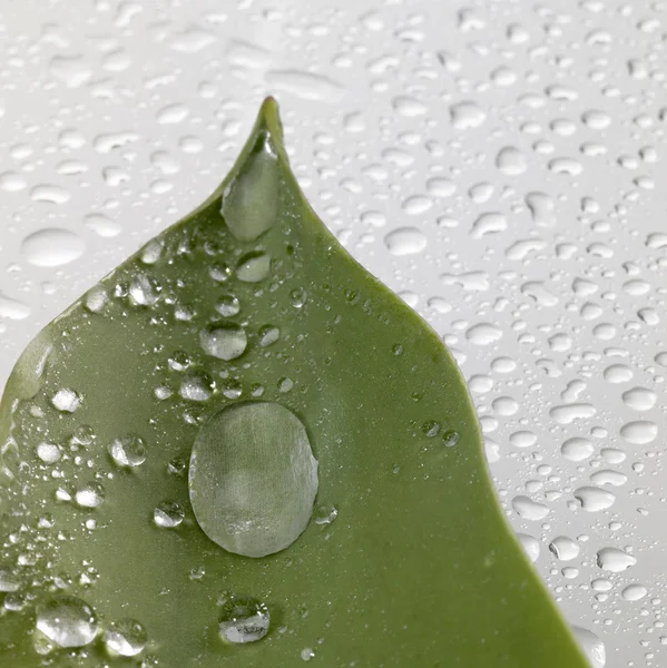 Leaf and drops — Stock Photo, Image
