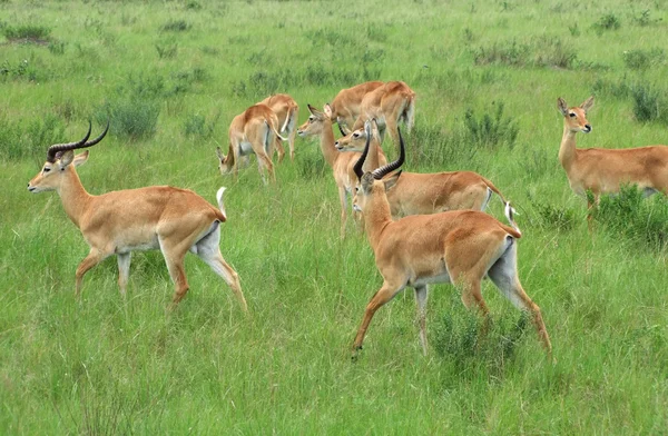 Uganda kobs i gräsbevuxen vegetation — Stockfoto