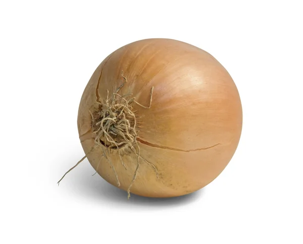 Onion in white back — Stock Photo, Image