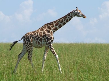 Walking Giraffe in african grassland clipart