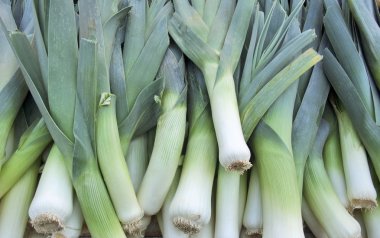 Leek background clipart