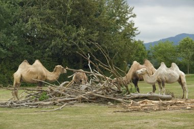 Bactrian Camels at fed clipart