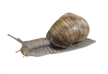 Backside of a grapevine snail clipart