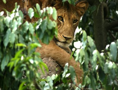 Lion in Africa clipart