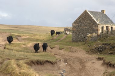 Cattle and house in Scotland clipart