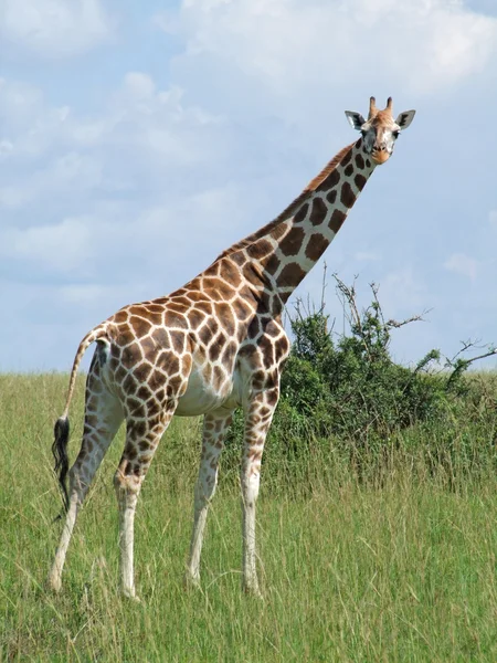 Girafe dans une ambiance africaine ensoleillée — Photo