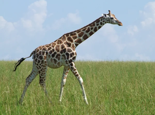 Girafe de marche dans les prairies africaines — Photo