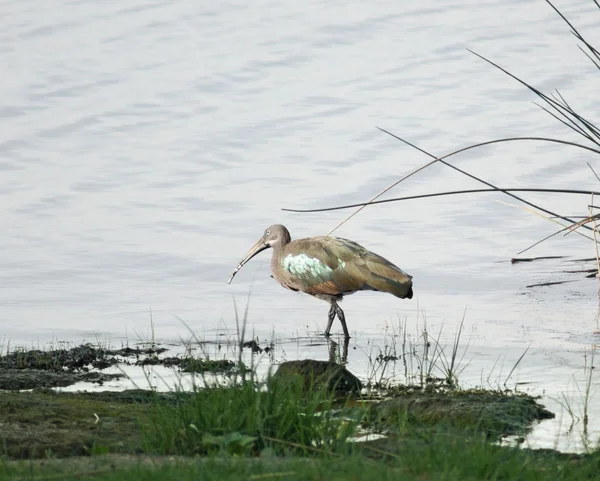 Aan het water landschap met hadada ibis — Stockfoto