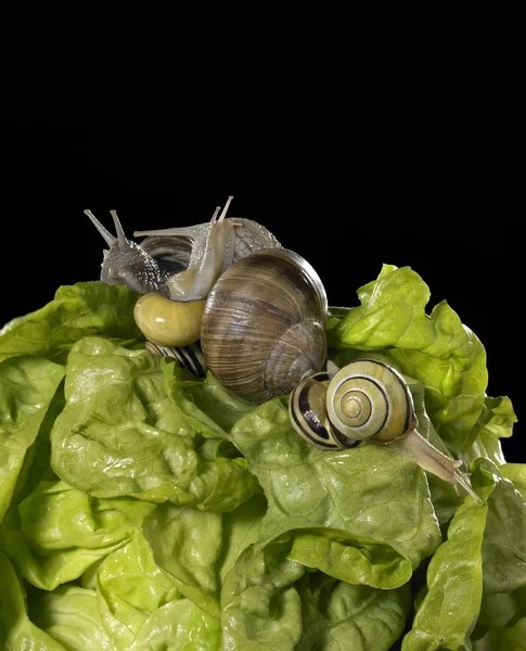 Lettuce and snails closeup — Stock Photo, Image