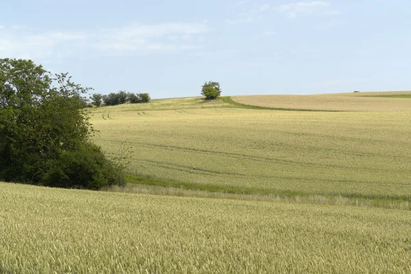 Landsbygdens bildmässigt jordbruk landskap på sommaren — Stockfoto