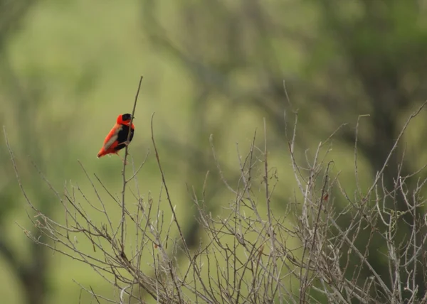 Red Bishop in blurry back — Stock Photo, Image