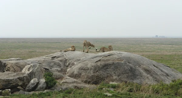 Три гепарда в саванне — стоковое фото