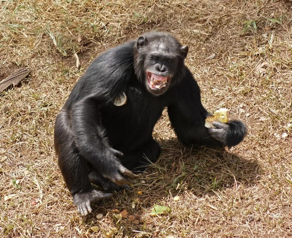 Schimpans blottar tänderna — Stockfoto