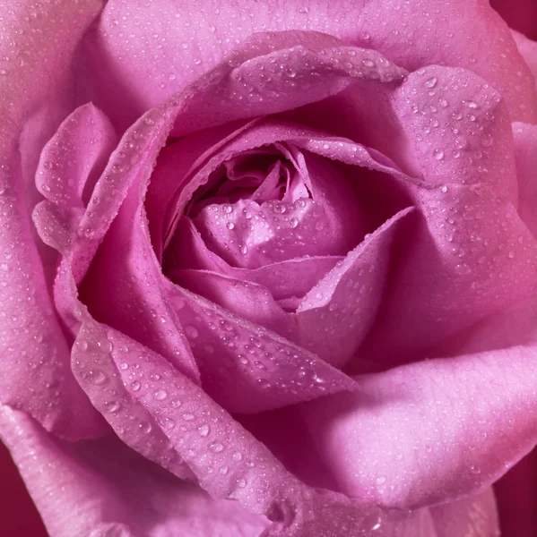Wet pink rose flower closeup — Stock Photo, Image