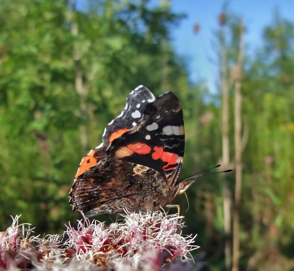 Red admiral in zonnige sfeer — Stockfoto