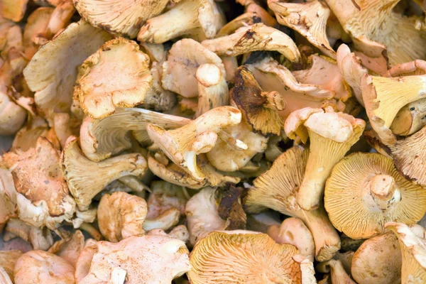 Full frame mushroom background — Stock Photo, Image