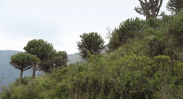 Plants near Ngorogoro Crater in Africa — Stock Photo, Image