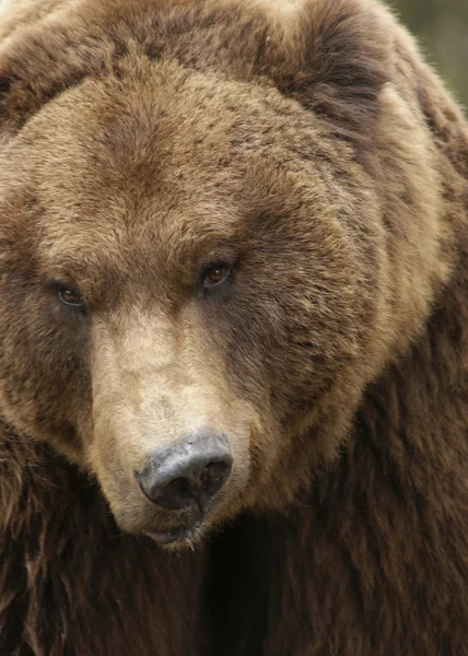 严酷、 棕色的熊 — 图库照片