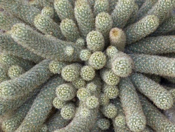 Podrobnosti kaktusy — Stock fotografie
