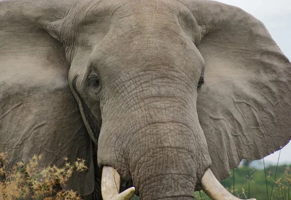 Dettaglio di un elefante — Foto Stock