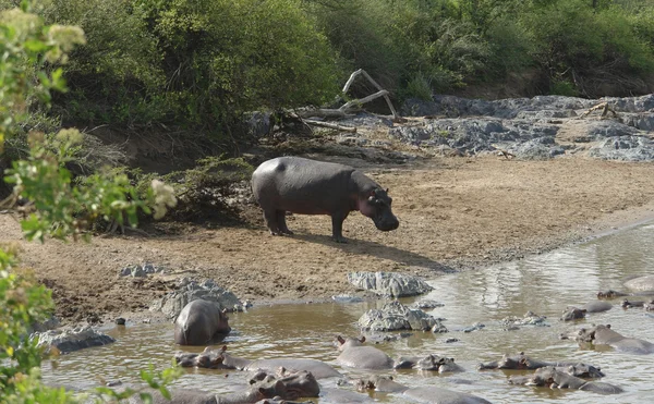 Hippos waterside — Stock Photo, Image